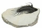 New Trilobite Species (Affinities to Quadrops) #189963-1